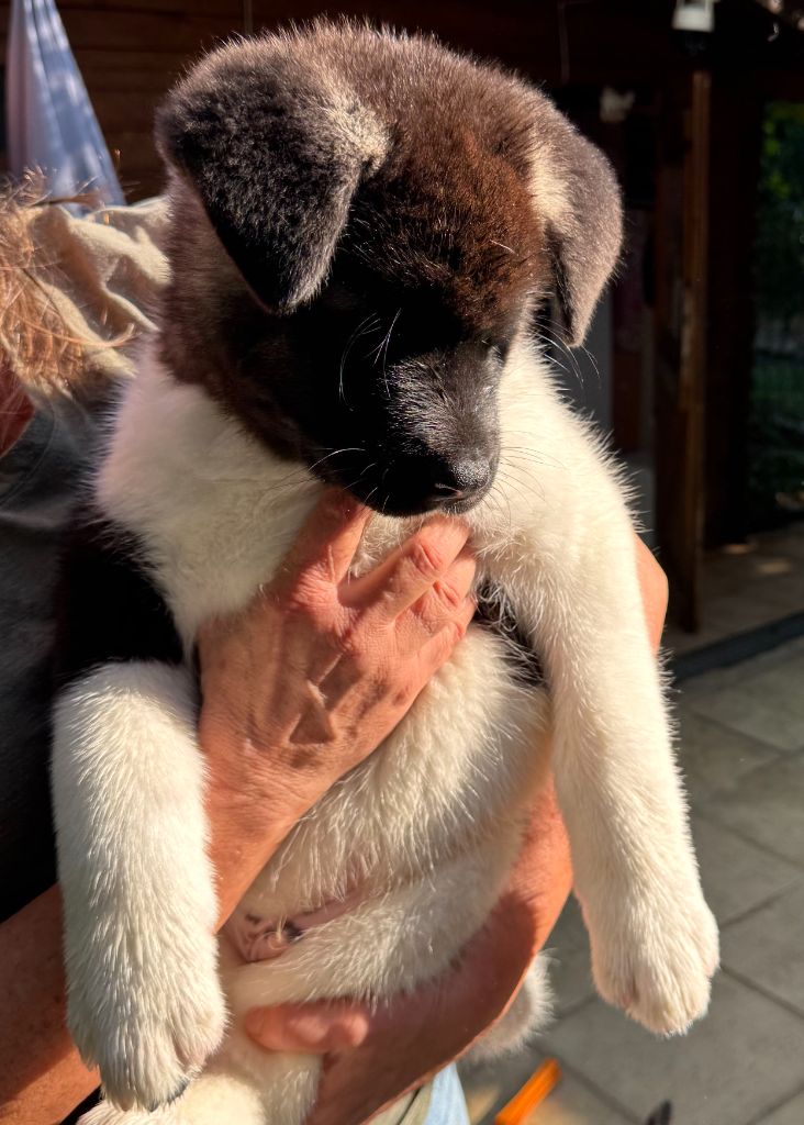 De la rosée des prés - Chiots disponibles - Akita americain