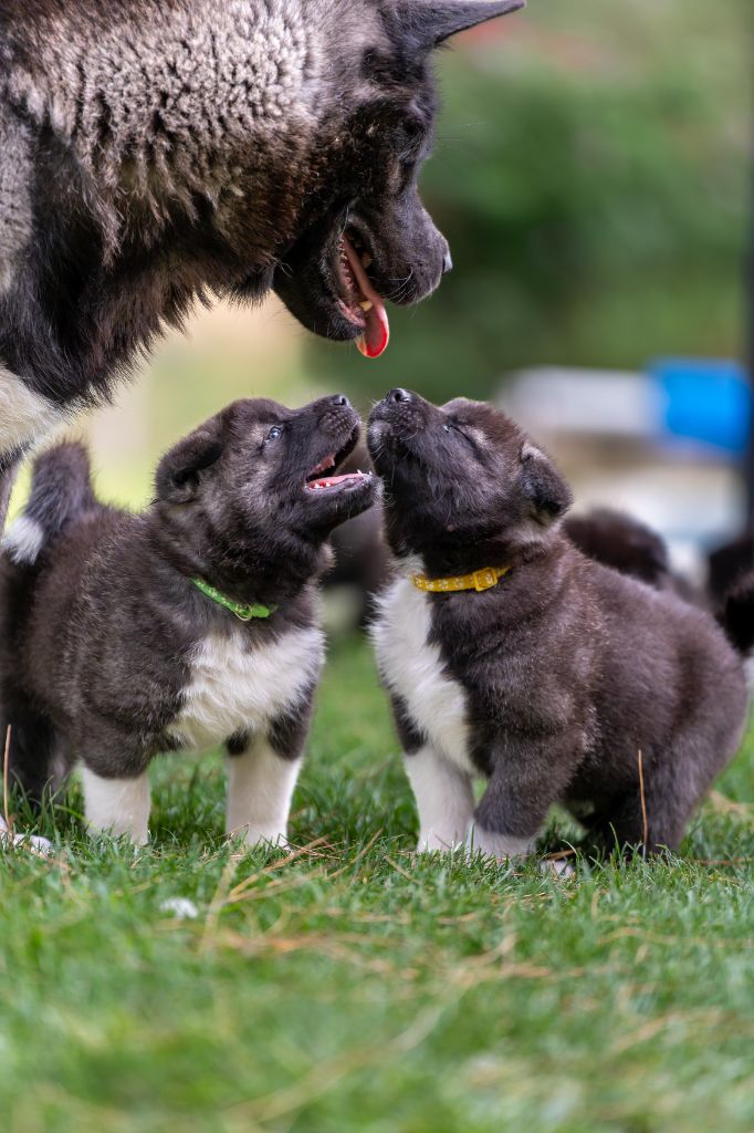 Chiot Akita americain De la rosée des prés