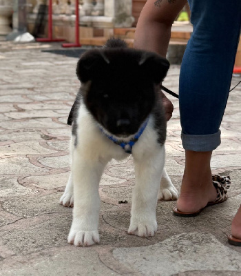 ARES